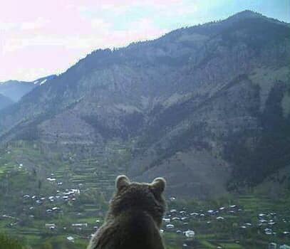 Artvin Kemalpaşa’da Boz Ayı 150 kiloluk bir öküzü parçaladı!